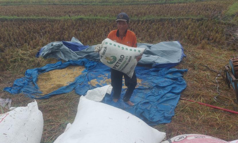   Seorang petani di Desa Boto, Kecamatan Bancak, Kabupaten Semarang, sedang mengumpulkan gabah hasil panen dari sawah yang digarapnya.