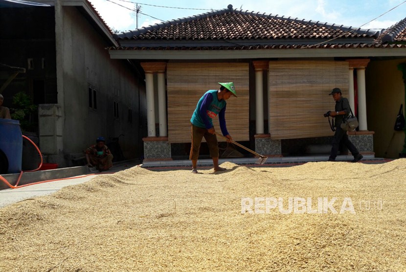 Seorang petani di Desa Cempeh, Kecamatan Lelea, Kabupaten Indramayu sedang menjemur gabah yang baru dipanennya, Rabu (4/4). Panasnya cuaca memudahkan mereka menjemur gabah sehingga berani menjual dengan harga lebih tinggi.