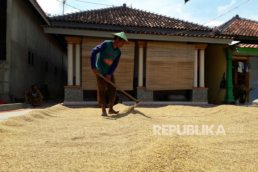 Seorang petani di Desa Cempeh, Kecamatan Lelea, Kabupaten Indramayu sedang menjemur gabah yang baru dipanennya, Rabu (4/4). Panasnya cuaca memudahkan mereka menjemur gabah sehingga berani menjual dengan harga lebih tinggi.