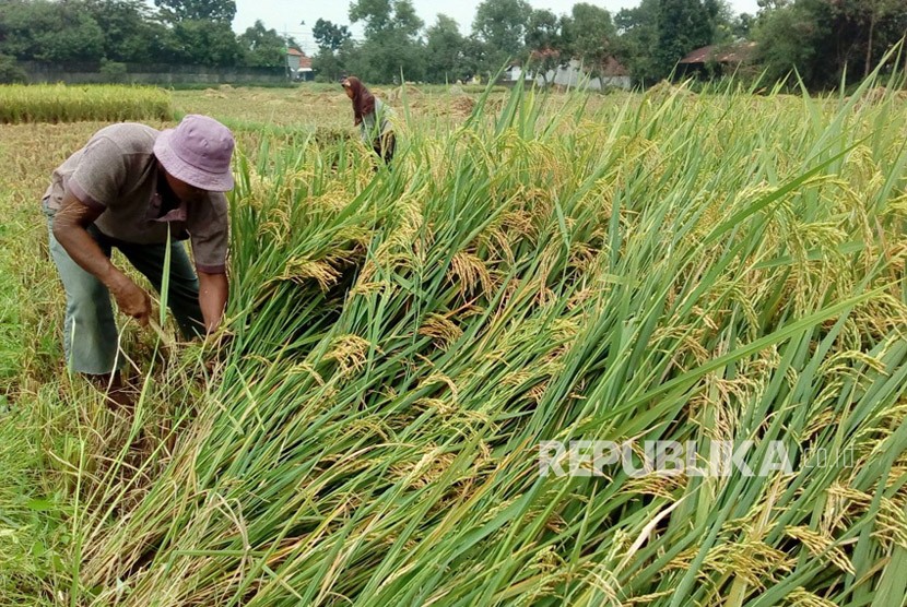 Seorang petani di Desa Jatipamor, Kecamatan Panyingkiran, Kabupaten Majalengka memilih untuk panen dini, Rabu (14/2). Hal itu untuk menghindari harga gabah yang makin merosot. (