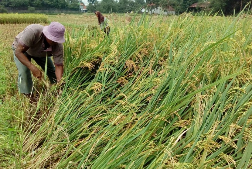 Seorang petani di Desa Jatipamor, Kecamatan Panyingkiran, Kabupaten Majalengka memilih untuk panen dini, Rabu (14/2). Hal itu untuk menghindari harga gabah yang makin merosot.