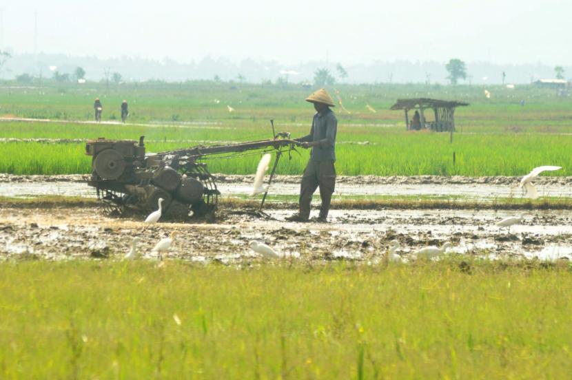 Lahan pertanian di Makassar selama kurun waktu 10 tahun telah menyusut hingga 600 hektare. Ilustrasi.