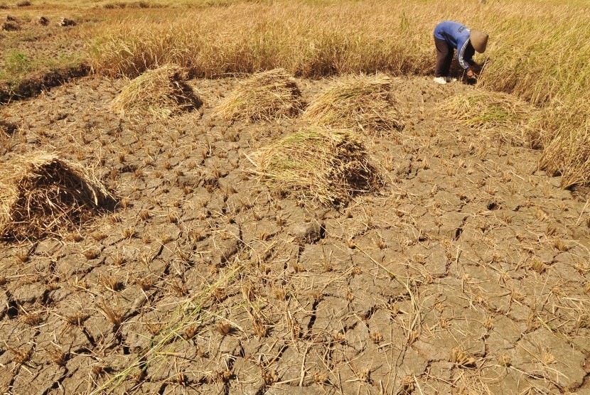  Seorang petani di Dusun Gendurit, Desa Kawengen, Kecamatan Ungaran Timur, Kabupaten Semarang, Jawa Tengah, memanen padi belum cukup umur di lahan perswahan yang merekah, akibat kekeringan.