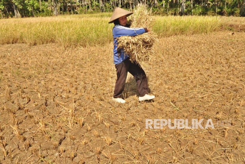 Seorang petani memanen padi belum cukup umur di lahan perswahan yang merekah, akibat kekeringan, Senin (17/6). Petani di dusun ini melakukan ‘panen terpaksa’ untuk menghindari kerugian lebih besar akibat dampak musim kemarau.