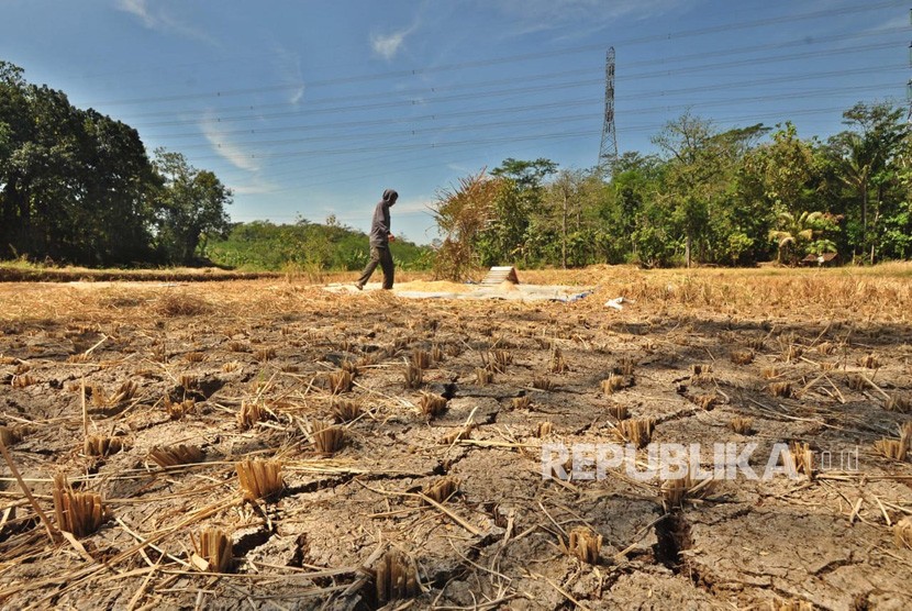 Seorang petani memanen padi belum cukup umur di lahan persawahan yang merekah dan mengering akibat musim kemarau. (ilustrasi)