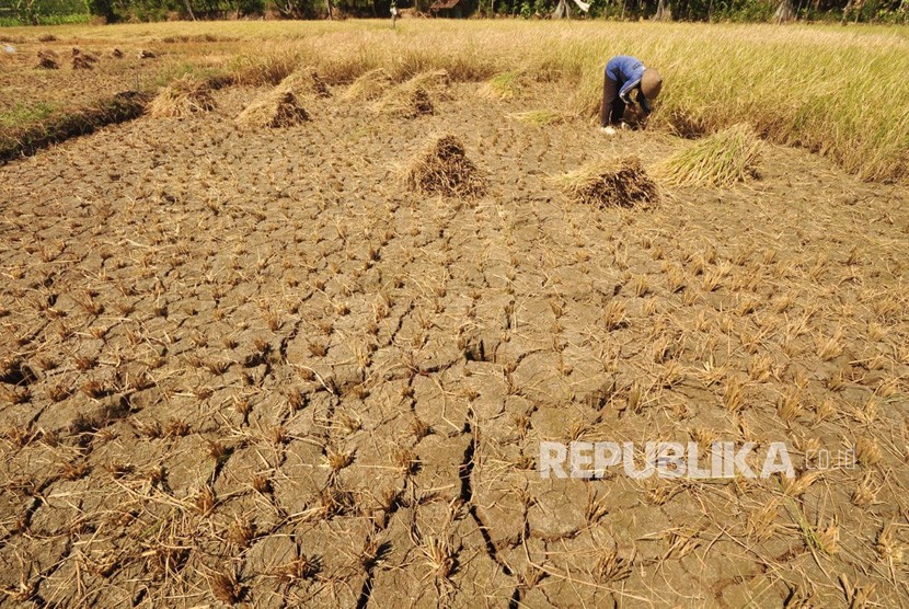 Seorang petani, Dusun Gendurit, Desa Kawengen, Kecamatan Ungaran Timur, Kabupaten Semarang memanen padi belum cukup umur di lahan perswahan yang merekah, akibat kekeringan, Senin (17/6). Petani di dusun ini melakukan ‘panen terpaksa’ untuk menghindari kerugian lebih besar akibat dampak musim kemarau.