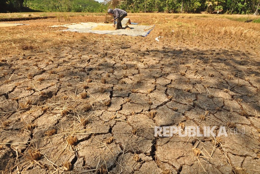 Seorang petani, Dusun Gendurit, Desa Kawengen, Kecamatan Ungaran Timur, Kabupaten Semarang memanen padi belum cukup umur di lahan perswahan yang merekah, akibat kekeringan, Senin (17/6). Petani di dusun ini melakukan ‘panen terpaksa’ untuk menghindari kerugian lebih besar akibat dampak musim kemarau.