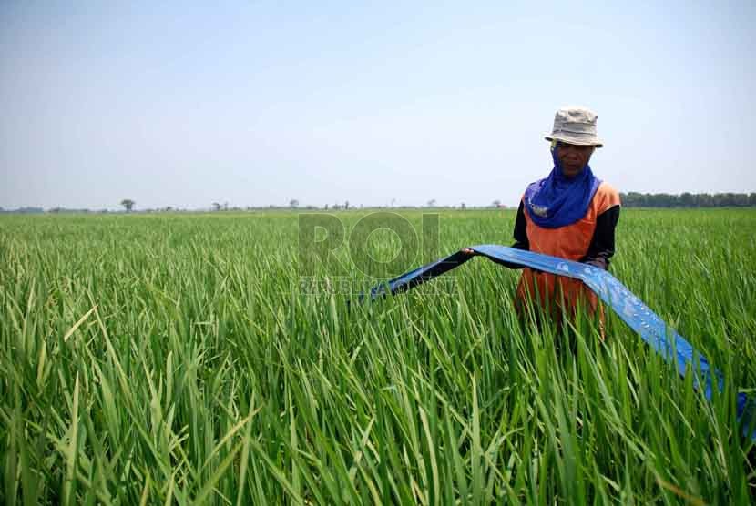 Seorang Petani, Gofur (55) menunjukan pipa air yang kosong disawahnya kawasan Kopyak, Indramayu, Selasa (26/8). (Republika/Raisan Al Farisi)