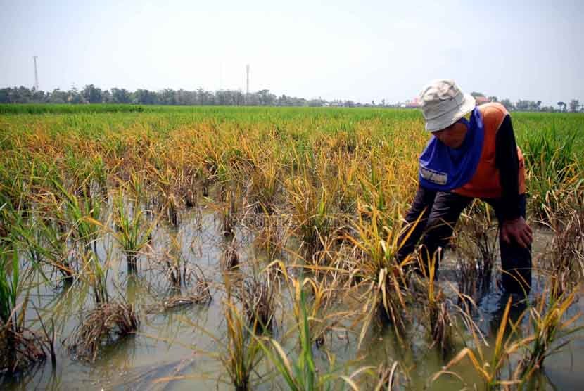 Seorang Petani, Gofur (55) menunjukan pipa air yang kosong disawahnya kawasan Kopyak, Indramayu, Selasa (26/8). (Republika/Raisan Al Farisi)