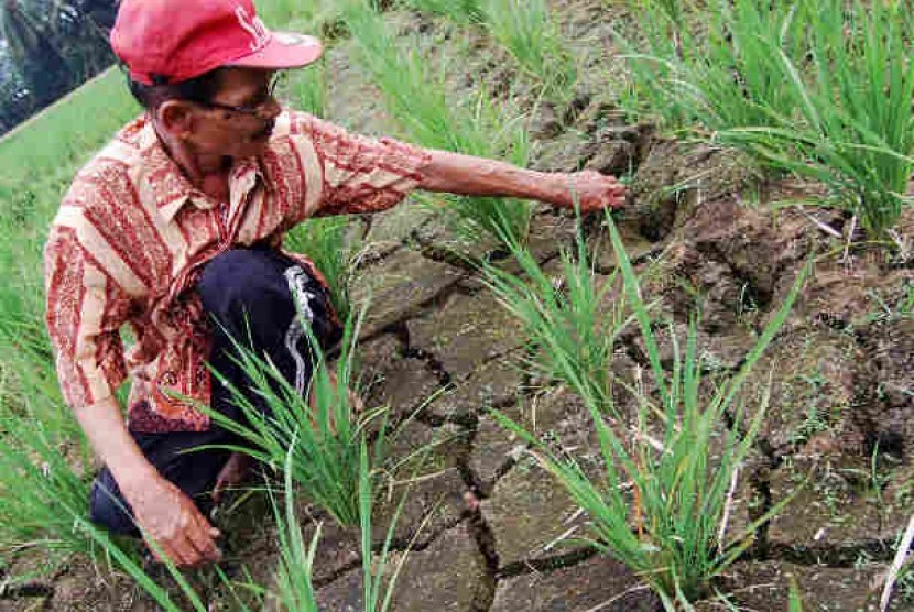  Seorang petani, Idrus (67) membersihkan sawahnya yang mengalami kekeringan di Desa Lubuk Puar, Padangpariaman, Sumbar. Akibat rusaknya hulu irigasi dan musim kemarau, ratusan hektare sawah di kecamatan itu terancam gagal panen.