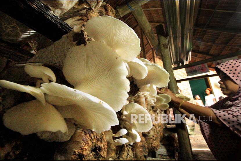 Seorang petani Jamur Tiram (Pleurotus ostreatus) merawat tumbuhan jamur di Samudera Geudong, Aceh Utara, Aceh. Pelaku usaha tersebut menyatakan tidak mampu memenuhi permintaan pasar akibat keterbatasan modal (Ilustrasi)