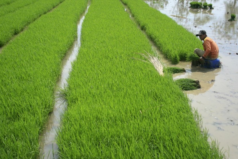 Seorang petani memanen benih padi di areal persawahan Desa Brondong, Pasekan, Indramayu, Jawa Barat, Rabu (11/4). Produksi padi yang dicapai Kabupaten Indramayu pada 2019 sebanyak 1.376.429 ton gabah kering giling (GKG).