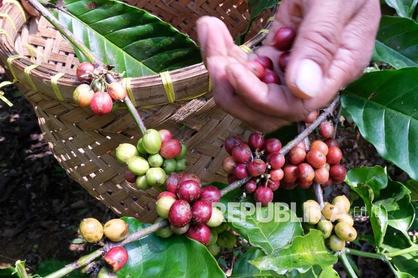 Seorang petani memanen kopi jenis Robusta di perkebunan kopi Desa Muncar, Gemawang, Temanggung, Jawa Tengah, Sabtu (25/7/2020). 