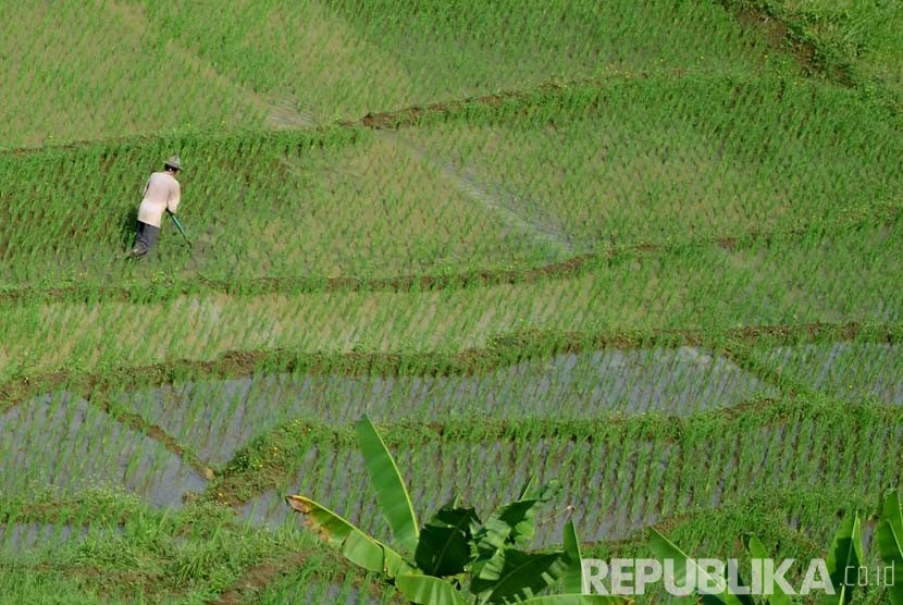 Seorang petani membersihkan gulma di daerah Manonjaya, Kabupaten Tasikmalaya. (Republika/Edi Yusuf)