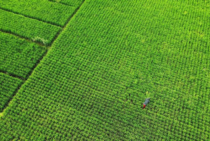 Seorang petani membersihkan rumput liar di antara padi di areal persawahan Suwawa, Kabupaten Bone Bolango, Gorontalo, Senin (17/9). Badan Pusat Statistik (BPS) mencatat Nilai Tukar Petani (NTP) secara nasional pada September 2018 meningkat 0,59 persen.