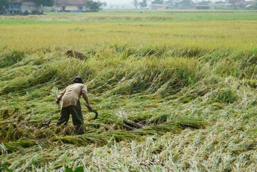 Seorang petani memeriksa padi yang rusak akibat tingginya curah hujan di daerah Ciranjang, Kabupaten Cianjur. (Republika/Edi Yusuf)