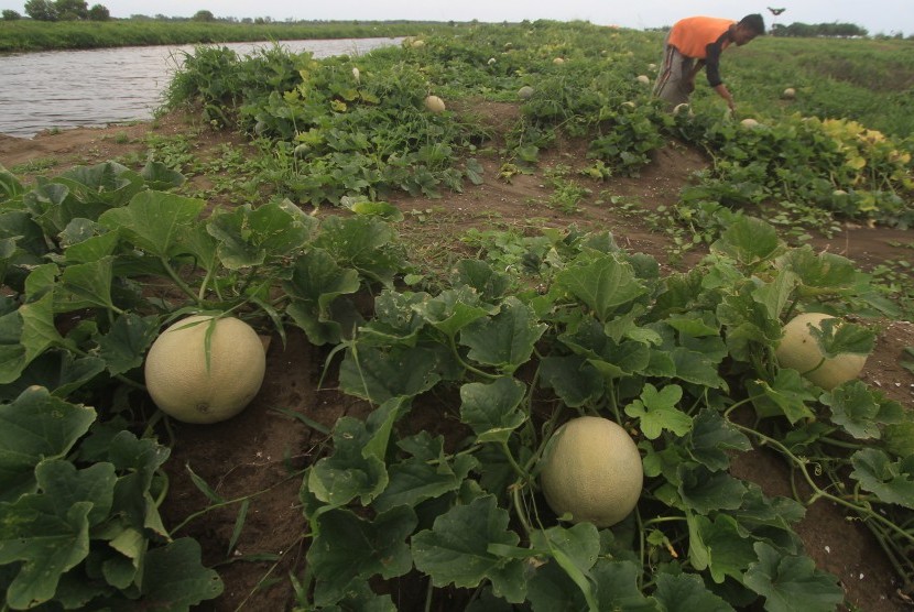 Seorang petani memeriksa tanaman melon, ilustrasi