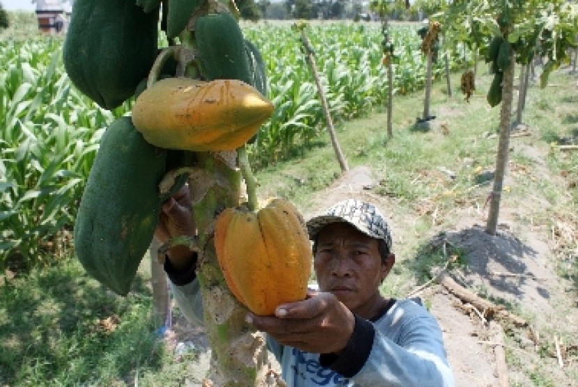 Seorang petani memetik jenis buah pepaya Bangkok.