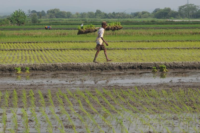 Seorang petani memikul benih padi yang akan di tanam pada lahan pertanian di wilayah Sawit, Boyolali, Jawa Tengah, Selasa (5/5/2020). Indonesia sebagai negara agraris terus menghadapi ancaman alih fungsi lahan.