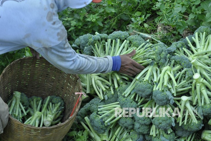 Seorang petani memilih sayuran yang akan dikirim ke pasar di perkebunan sayur brokoli. (Mahmud Muhyidin)