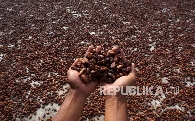 Seorang petani memperlihatkan biji kakao yang sedang di jemur di Desa Toabo, Mamuju, Sulawesi Barat, Selasa (18/1/2022). 