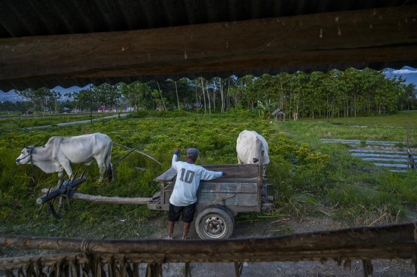 Seorang petani menata gerobak sapinya di dekat lahan yang diolah dengan sistem Rotasi Tanaman di Desa Porame, Kabupaten Sigi, Sulawesi Tengah, Rabu (2/9/2020). Rotasi tanaman adalah sistem pertanian dengan cara mengganti tanaman budidaya setiap musim yang bertujuan untuk meningkatkan produktivitas lahan pertanian, terutama di wilayah yang sumber airnya terbatas.