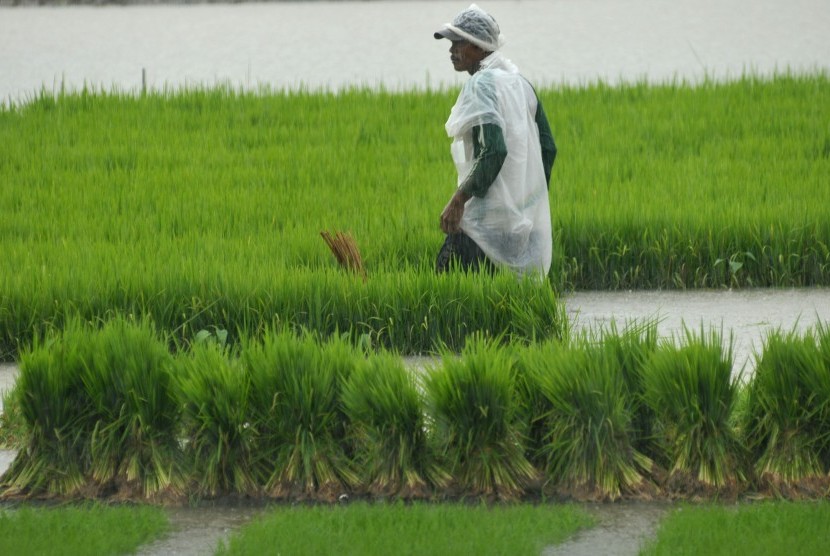 Seorang petani mencabut bibit padi untuk ditanam kembali.