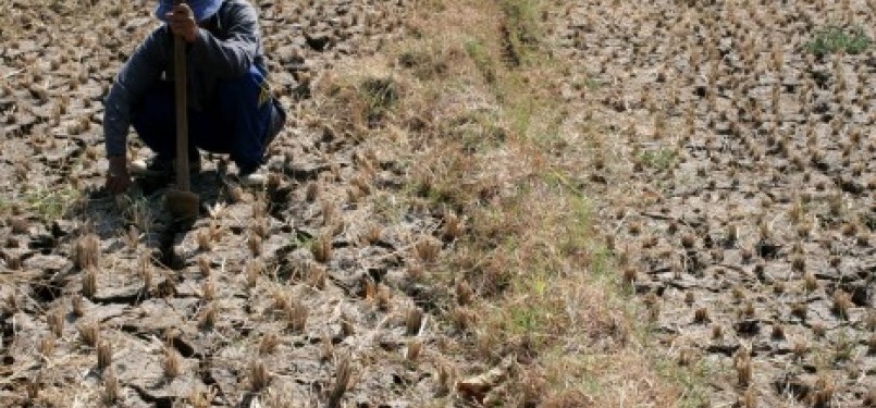 Seorang petani mencabut rumput di sawahnya yang kering akibat musim kemarau (ilustrasi).
