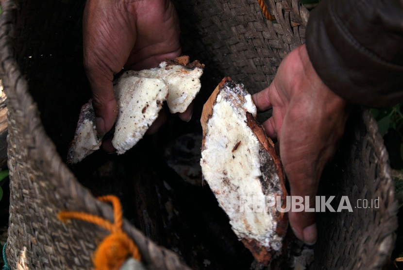 Seorang petani mengambil getah pohon kemenyan. Pelatihan pembuatan parfum berbahan kemenyan, kapur, nilam, dan serai wangi menyasar para petani. Ilustrasi.