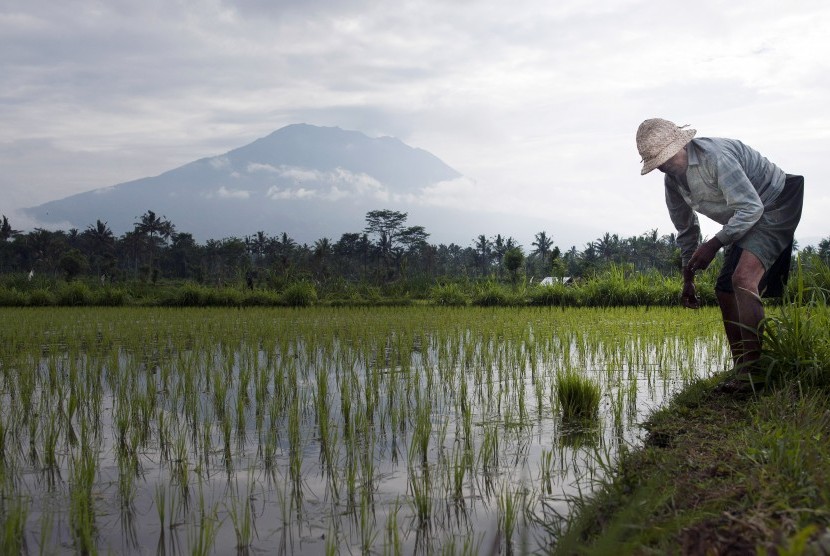 Seorang petani mengerjakan sawahnya di areal persawahan sekitar 12 kilometer dari Gunung Agung yang berstatus awas di Desa Rendang, Karangasem, Bali, Minggu (24/9). 