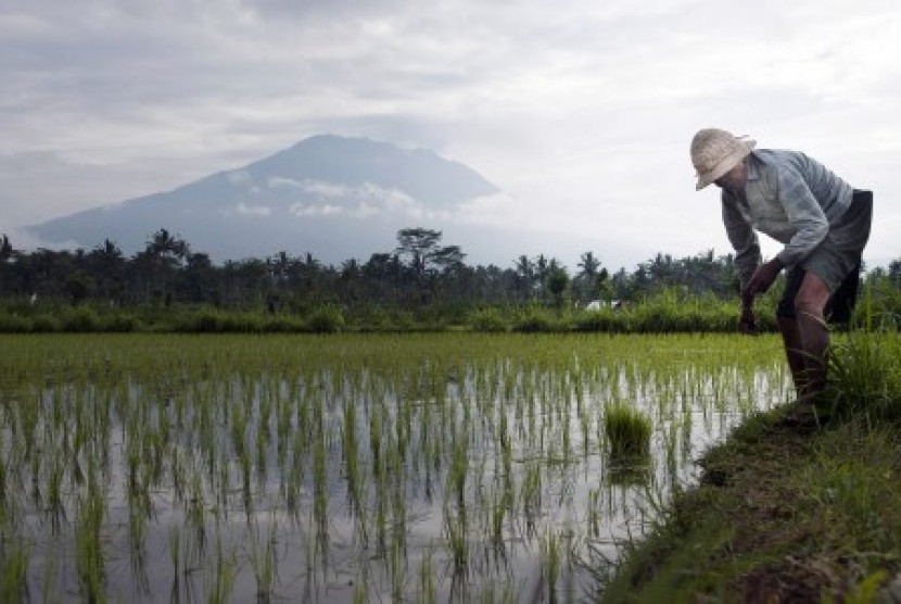 Seorang petani mengerjakan sawahnya di areal persawahan sekitar 12 kilometer dari Gunung Agung yang berstatus awas di Desa Rendang, Karangasem, Bali, Ahad (24/9). Meskipun Gunung Agung belum menunjukkan erupsi namun sebanyak 40.282 orang di sekitar lereng gunung itu telah diungsikan ke berbagai wilayah Bali untuk menghindari hal yang tidak diinginkan. 