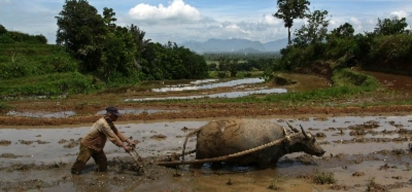 Seorang petani menggunakan kerbau untuk membajak sawah. (ilustrasi)