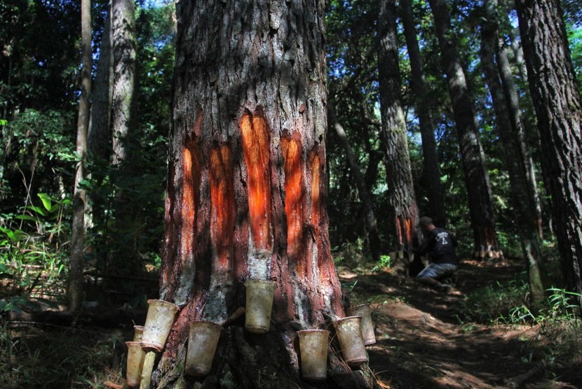  Seorang petani mengumpulkan getah pohon pinus (Pinus Merkusi) di daerah Saruaso Barat, Kecamatan Tanjuang Ameh, Kabupaten Tanah Datar, Sumatera Barat, Kamis (14/4). 