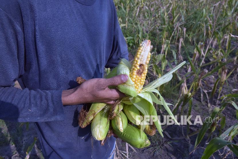 Ribuan Hektare Tanaman Jagung di Flores Timur Diserang Ulat. Seorang petani mengumpulkan jagung dari tanaman yang gagal panen akibat serangan hama ulat grayak yang membuat tanaman tidak tumbuh membesar dan kerdil. 
