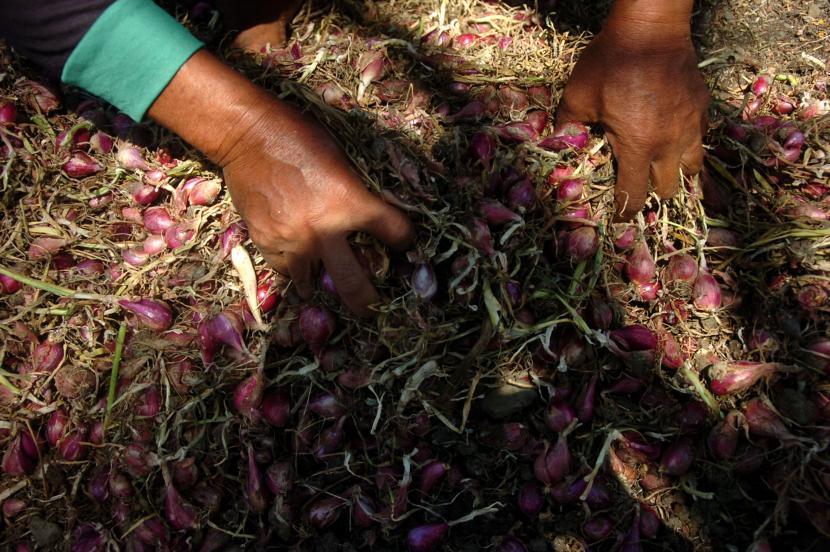Seorang petani menjemur bawang merah. Di Pasar Pagi Kota Cirebon, harga bawang merah turun dari Rp 60 ribu per kilogram kini menjadi Rp 50 ribu per kilogram