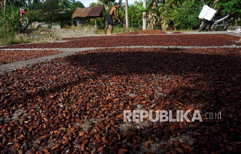 Seorang petani menjemur biji kakao hasil panennya di Desa Toabo, Mamuju, Sulawesi Barat, Selasa (18/1/2022). 