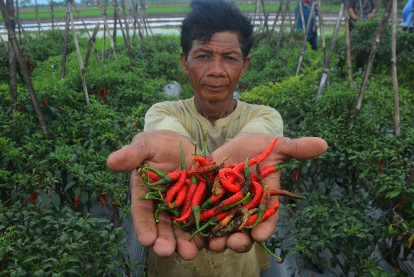 Seorang petani menunjukan hasil panen cabai di lahan pertanian Kalitengah, Wedi, Klaten, Jawa Tengah, Selasa (10/1).