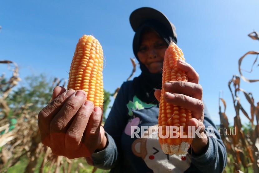 Seorang petani menunjukan jagung yang baru dipanen di Pilohayanga, Kabupaten Gorontalo, Gorontalo, Selasa (16/2). Kementerian Pertanian mengklaim, periode bulan September 2021 menjadi puncak masa panen raya jagung di Provinsi Gorontalo.