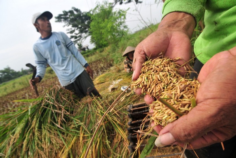 Seorang petani menunjukkan padi saat panen. (ilustrasi) 