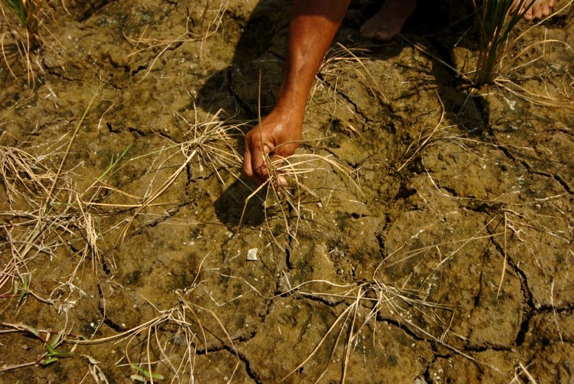 Seorang petani menunjukkan tanaman padi yang rusak di Desa Losari Lor, Brebes, Jawa Tengah, Jumat (26/7/2019).