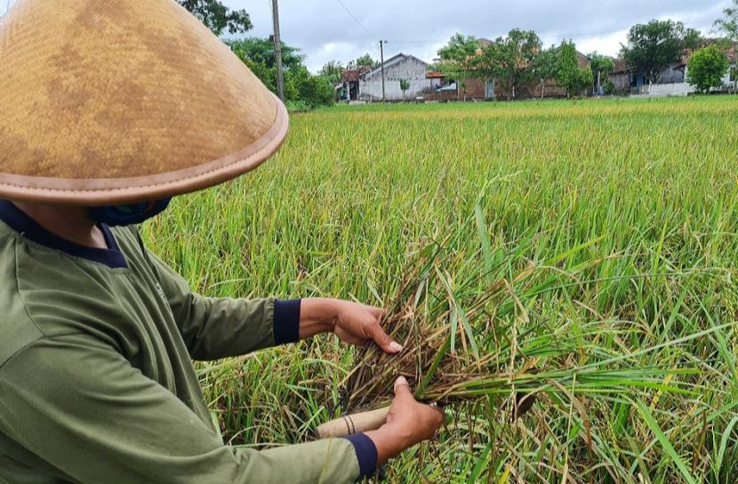Seorang petani menunjukkan tanaman padi yang rusak akibat terserang hama wereng, telah terfasilitasi Asuransi Usaha Tani Padi (AUTP).