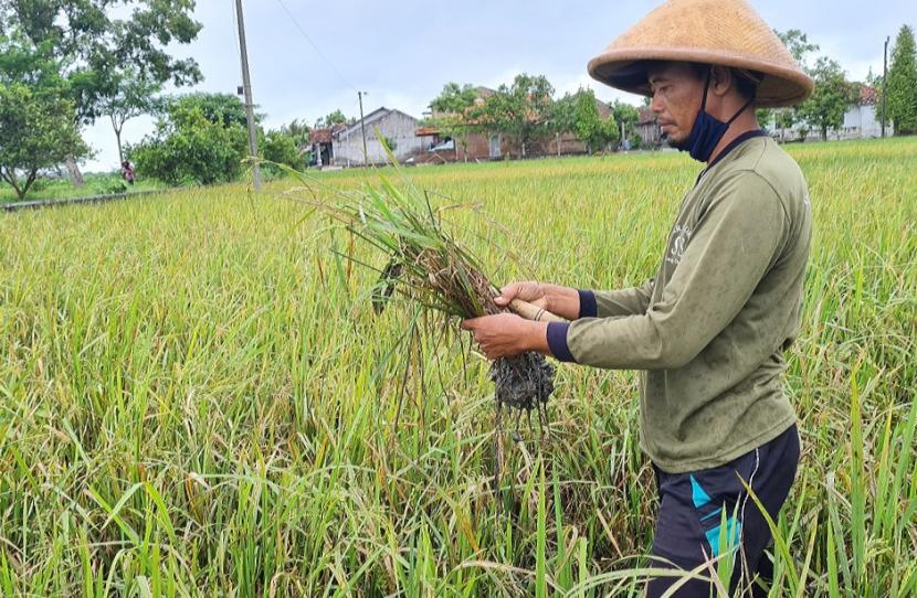 Seorang petani menunjukkan tanaman padi yangrusak akibat terserang hama wereng, di sawahnya, di kasawan Pugeran, kecamatan karangdowo, Kabupaten Klaten, Selasa (23/2). Sedikitnya 20 ribu hektare tanaman padi yang rentan terdampak bencana alam dan serangan hama di 29 daerah, di Provinsi Jawa Tengah, telah terfasilitasi Asuransi Usaha Tani Padi (AUTP) tahun 2021
