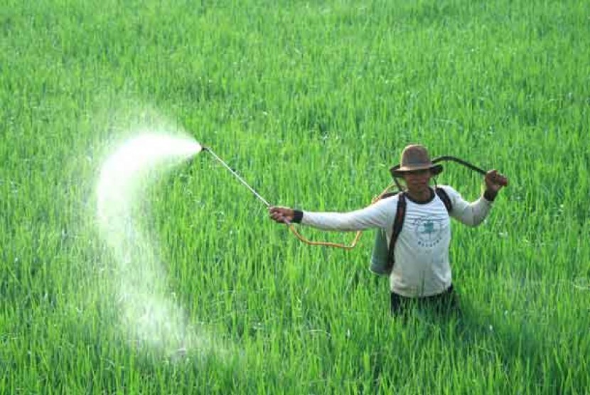 Seorang petani menyemprotkan pestisida pada tanaman padi di areal sawah.