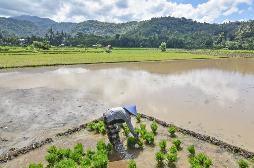 Seorang petani menyiapkan bibit padi untuk ditanam di daerah persawahan Desa Lembah Sari, Kecamatan Batulayar, Lombok Barat, NTB, Kamis (1/4/2021). 