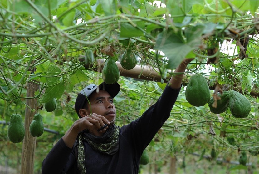 Seorang petani merawat tanaman labu siam di lahan pertanian lereng gunung Merapi, Ringin Putih, Cepogo, Boyolali, Jawa Tengah, Jumat (19/7/2019). 