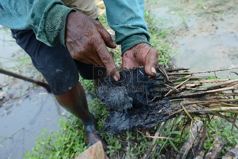 Seorang petani, Micing (65) menunjukan akar padi yang rusak diserang hama tikus di Kelurahan Rorotan, Kecamatan Cilincing, Jakarta Utara, Kamis (26/2).  (Republika/Raisan Al Farisi)