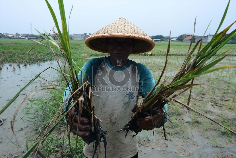 Seorang petani, Micing (65), menunjukan padi yang rusak diserang hama tikus. Anomali iklim juga berpengaruh pada pola serangan hama tanaman pangan.
