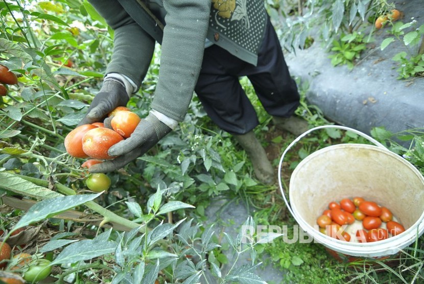 Seorang petani sayuran memanen tomat di Desa Suntenjaya, Kecamatan Lembang, Kabupaten Bandung Barat. (Mahmud Muhyidin)
