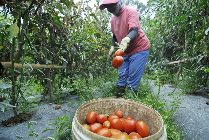 Seorang petani sayuran memanen tomat. (ilustrasi)