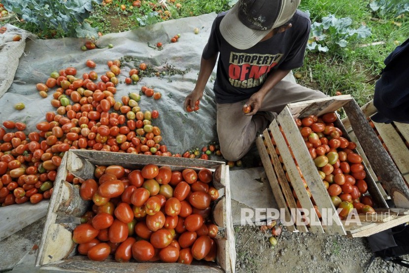 Seorang petani sayuran memilah tomat usai panen